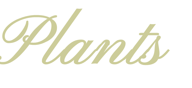 plants